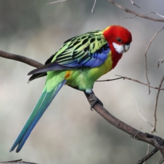 Platycercus eximius at Ainslie, ACT - 19 Jul 2022