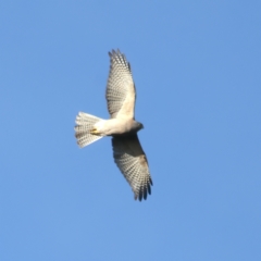 Tachyspiza cirrocephala (Collared Sparrowhawk) at Ainslie, ACT - 19 Jul 2022 by jb2602