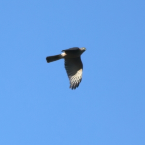 Accipiter cirrocephalus at Ainslie, ACT - 19 Jul 2022