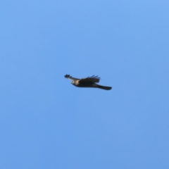 Accipiter cirrocephalus at Ainslie, ACT - 19 Jul 2022