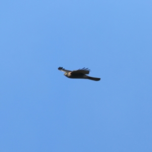 Accipiter cirrocephalus at Ainslie, ACT - 19 Jul 2022