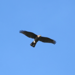 Accipiter cirrocephalus at Ainslie, ACT - 19 Jul 2022