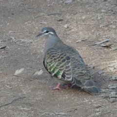 Phaps chalcoptera (Common Bronzewing) at Jerrabomberra, NSW - 20 Jul 2022 by Steve_Bok