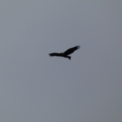 Aquila audax (Wedge-tailed Eagle) at Yarrow, NSW - 22 Jul 2022 by SteveBorkowskis