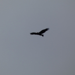 Aquila audax (Wedge-tailed Eagle) at Yarrow, NSW - 22 Jul 2022 by Steve_Bok