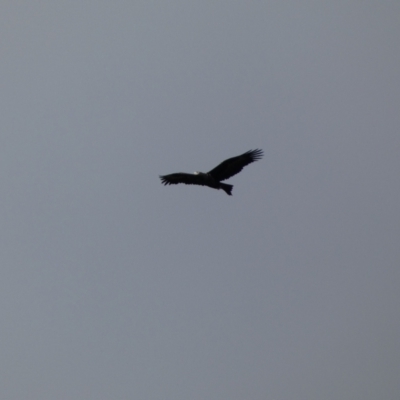 Aquila audax (Wedge-tailed Eagle) at Yarrow, NSW - 22 Jul 2022 by SteveBorkowskis