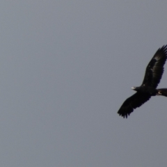 Aquila audax at Yarrow, NSW - 22 Jul 2022