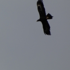 Aquila audax at Yarrow, NSW - 22 Jul 2022