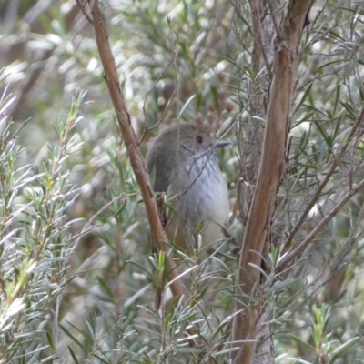 Acanthiza pusilla (Brown Thornbill) at Googong Foreshore - 22 Jul 2022 by SteveBorkowskis