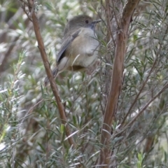 Acanthiza pusilla at Yarrow, NSW - 22 Jul 2022