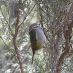 Acanthiza pusilla at Yarrow, NSW - 22 Jul 2022