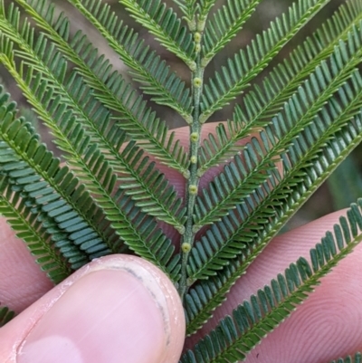 Acacia mearnsii (Black Wattle) at Thurgoona, NSW - 21 Jul 2022 by Darcy