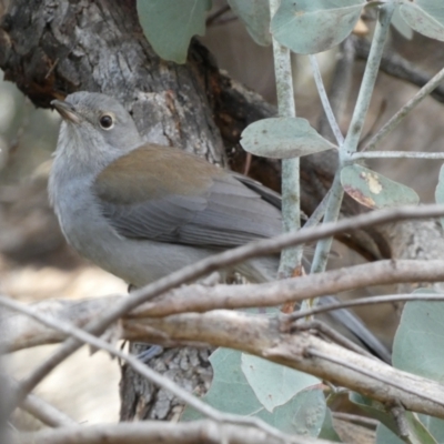 Colluricincla harmonica (Grey Shrikethrush) at Yarrow, NSW - 22 Jul 2022 by Steve_Bok