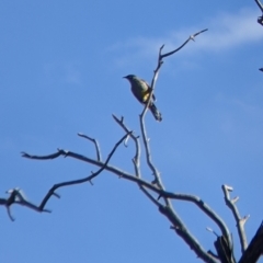 Anthochaera carunculata (Red Wattlebird) at Thurgoona, NSW - 21 Jul 2022 by Darcy