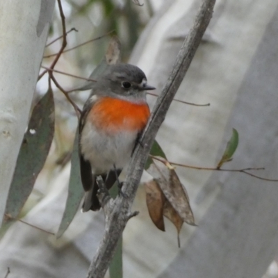Petroica boodang (Scarlet Robin) at Yarrow, NSW - 22 Jul 2022 by Steve_Bok