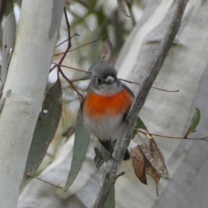 Petroica boodang at Yarrow, NSW - 22 Jul 2022