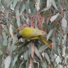 Nesoptilotis leucotis (White-eared Honeyeater) at Yarrow, NSW - 22 Jul 2022 by SteveBorkowskis