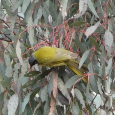 Nesoptilotis leucotis (White-eared Honeyeater) at Googong Foreshore - 22 Jul 2022 by Steve_Bok