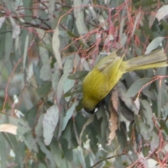 Nesoptilotis leucotis at Yarrow, NSW - 22 Jul 2022 04:42 PM