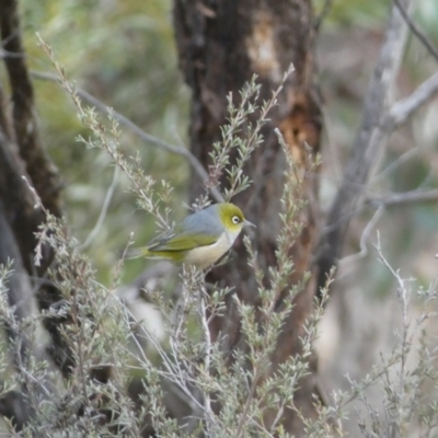 Zosterops lateralis (Silvereye) at Googong Foreshore - 22 Jul 2022 by Steve_Bok