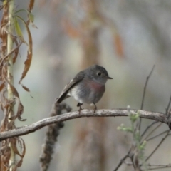 Petroica rosea (Rose Robin) at Googong Foreshore - 22 Jul 2022 by SteveBorkowskis