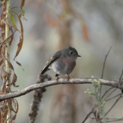 Petroica rosea (Rose Robin) at Googong Foreshore - 22 Jul 2022 by SteveBorkowskis