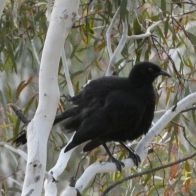 Corcorax melanorhamphos (White-winged Chough) at Yarrow, NSW - 22 Jul 2022 by Steve_Bok