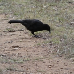 Corcorax melanorhamphos at Yarrow, NSW - 22 Jul 2022