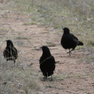 Corcorax melanorhamphos at Yarrow, NSW - 22 Jul 2022 05:09 PM