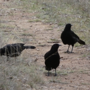 Corcorax melanorhamphos at Yarrow, NSW - 22 Jul 2022