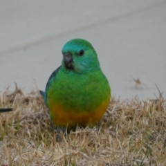 Psephotus haematonotus at Googong, NSW - 22 Jul 2022 05:43 PM