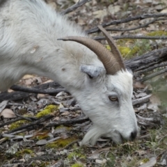 Capra hircus (Goat, Feral Goat) at Carwoola, NSW - 22 Jul 2022 by SteveBorkowskis