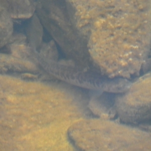 Galaxias olidus at Carwoola, NSW - 22 Jul 2022 02:30 PM