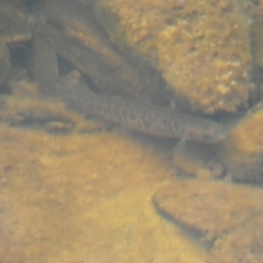 Galaxias olidus at Carwoola, NSW - 22 Jul 2022 02:30 PM