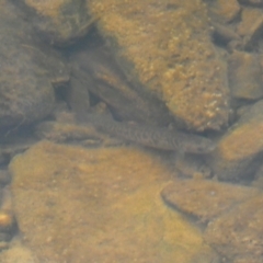 Galaxias olidus at Carwoola, NSW - 22 Jul 2022 02:30 PM