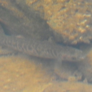 Galaxias olidus at Carwoola, NSW - 22 Jul 2022 02:30 PM