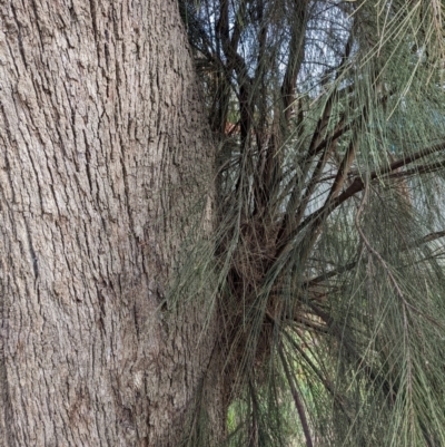 Casuarina cunninghamiana subsp. cunninghamiana (River She-Oak, River Oak) at Watson Green Space - 16 Jul 2022 by AniseStar