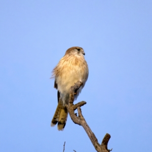 Falco cenchroides at Hackett, ACT - 18 Jul 2022