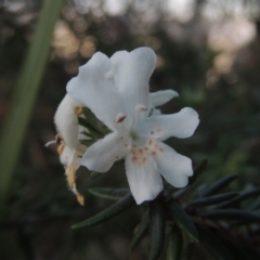 Westringia fruticosa (Native Rosemary) at Merimbula, NSW - 18 Jul 2020 by michaelb
