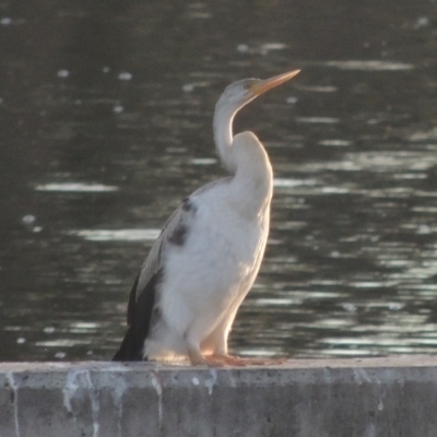 Anhinga novaehollandiae (Australasian Darter) at Molonglo, ACT - 22 Mar 2022 by MichaelBedingfield