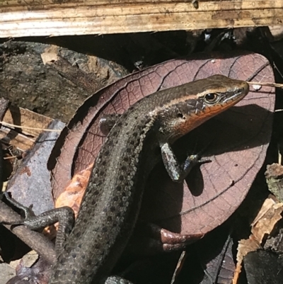 Unidentified Skink at Yungaburra, QLD - 6 Jul 2022 by MattFox