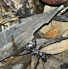 Unidentified Ant (Hymenoptera, Formicidae) at Butchers Creek, QLD - 6 Jul 2022 by MattFox