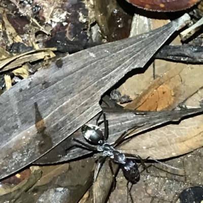 Unidentified Ant (Hymenoptera, Formicidae) at Butchers Creek, QLD - 6 Jul 2022 by MattFox