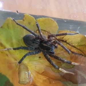 Dolomedes sp. (genus) at Chisholm, ACT - 17 Jul 2022