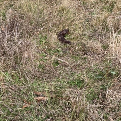 Tiliqua rugosa (Shingleback Lizard) at Hall, ACT - 23 Jul 2022 by Rosie