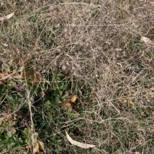 Potentilla recta at Hall, ACT - 23 Jul 2022