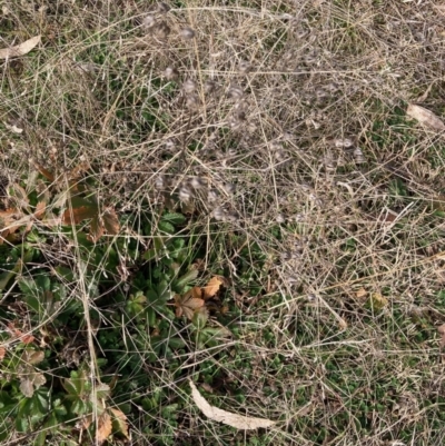 Potentilla recta (Sulphur Cinquefoil) at Hall, ACT - 23 Jul 2022 by Rosie