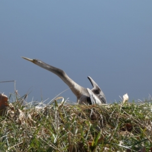 Anhinga novaehollandiae at Greenway, ACT - suppressed