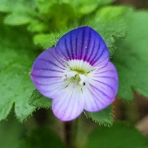 Veronica persica at Goobarragandra, NSW - 23 Jul 2022