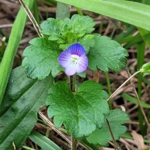 Veronica persica at Goobarragandra, NSW - 23 Jul 2022